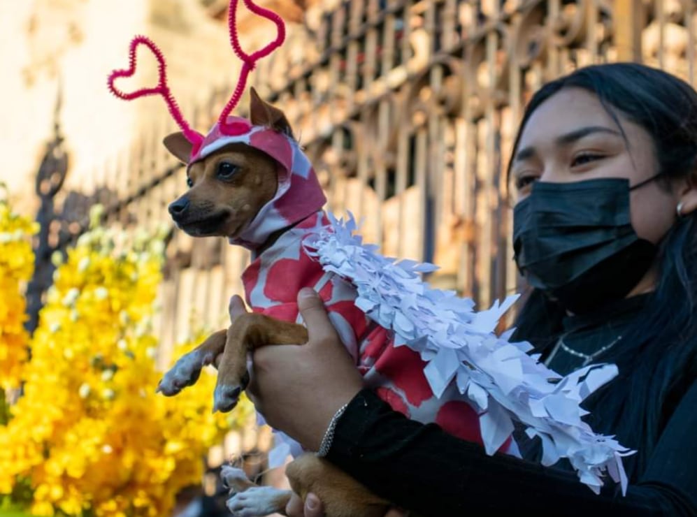 Perrito disfrazado de cupido