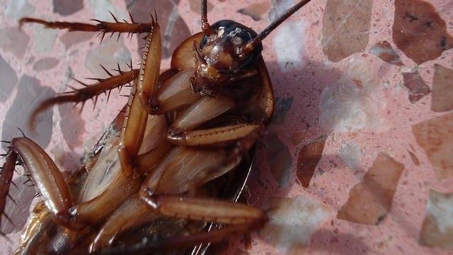 Una cucaracha embarazada fue operada con éxito.