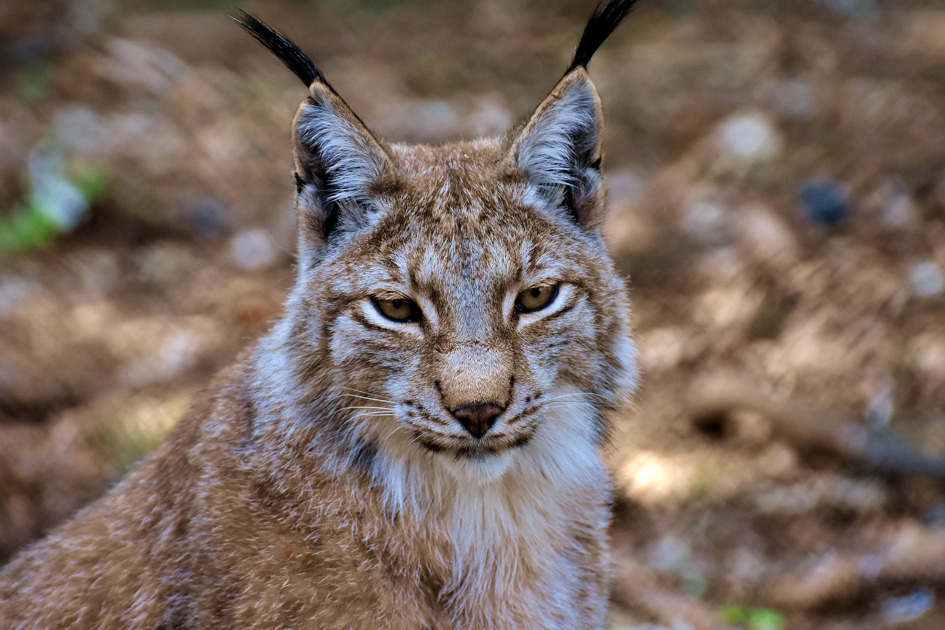 Lince