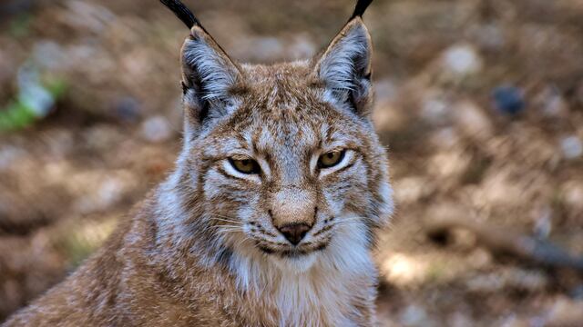 Lince