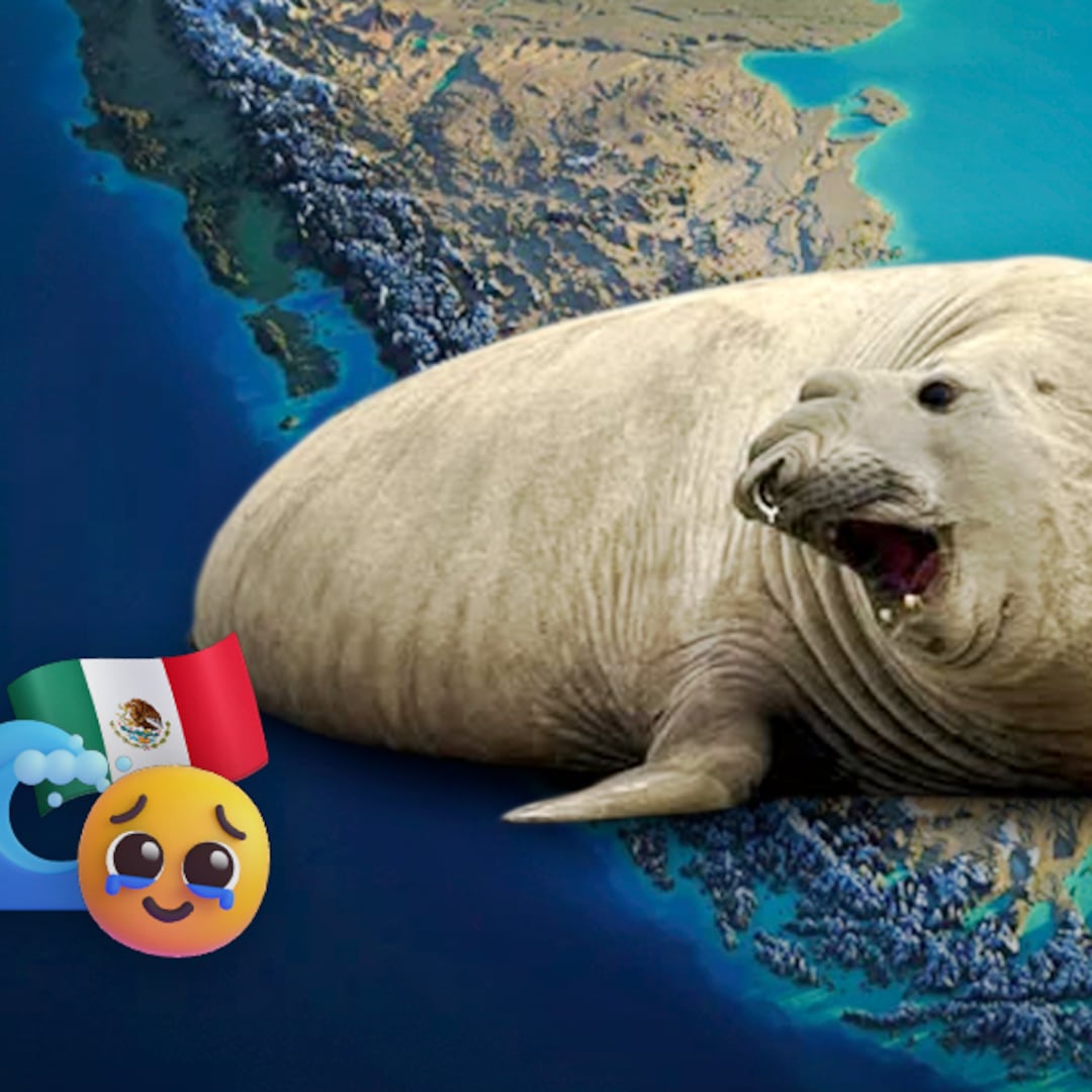 La historia de Panchito Cortés, el elefante marino que llegó desde el Cono Sur