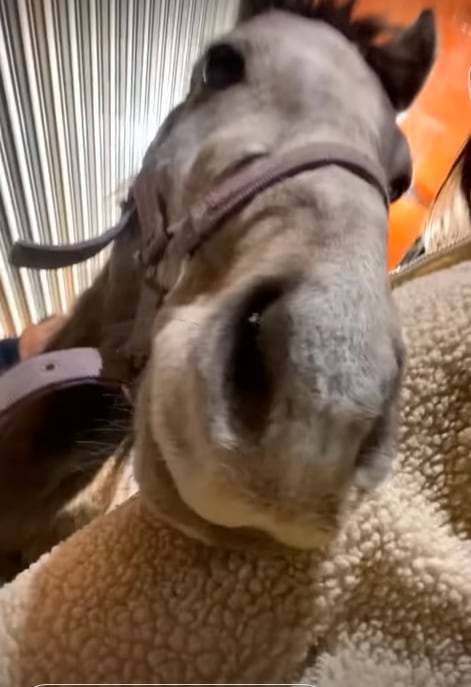 Denuncian maltrato animal en Chalco, Estado de México