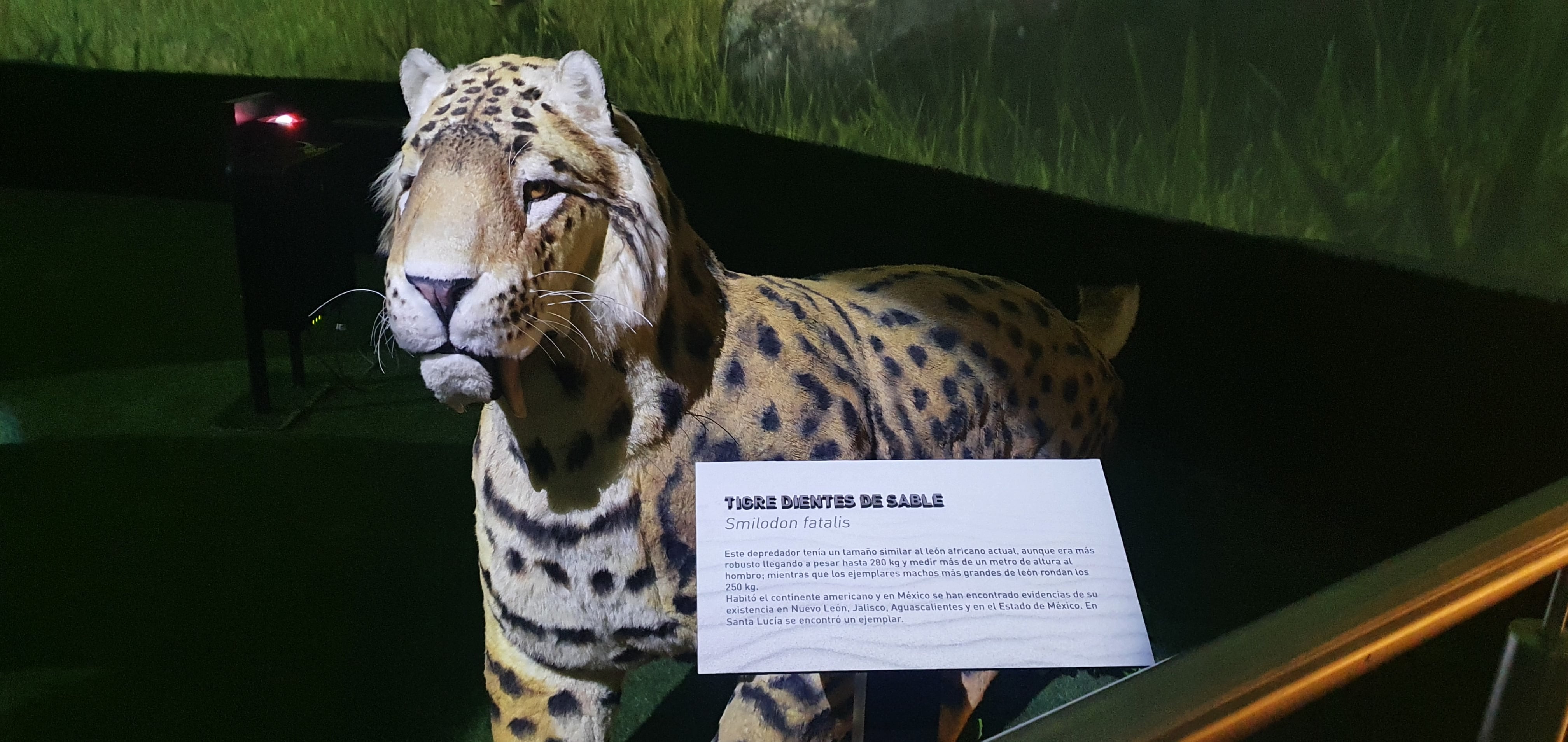Tigre dientes de sable en el museo del mamut