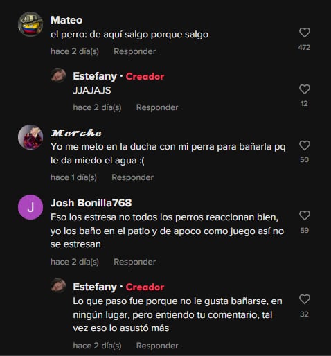 Reacciones al perrito que destruyó el baño