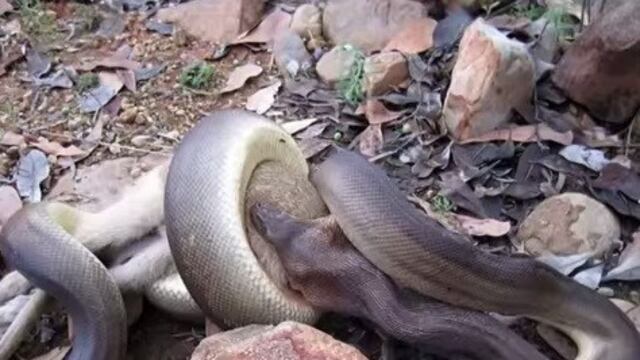 La serpiente tardará hasta 3 meses en digerir a su presa.