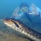 Encuentran muerta a la nueva serpiente descubierta en Amazonas apenas en febrero 2024