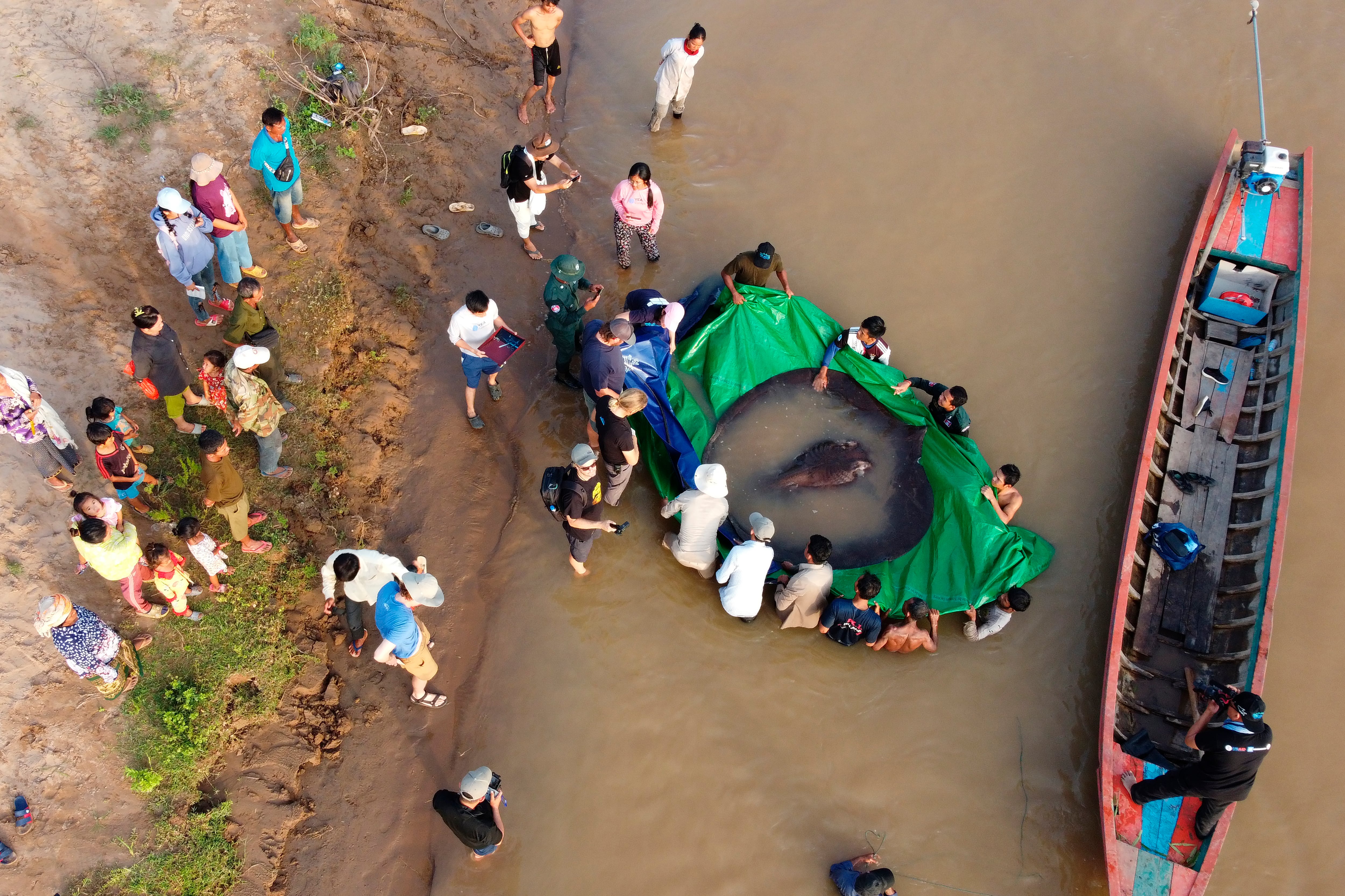 Pez de agua dulce más grande del mundo. (Chhut Chheana/Wonders of the Mekong via AP)