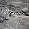 Iztac, el leopardo de las nieves del Zoológico de Chapultepec, murió y nadie dijo nada