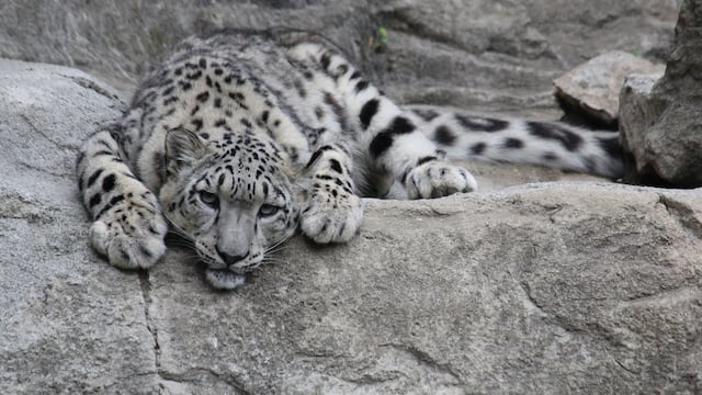 leopardo de las nieves
