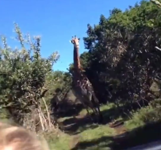 Jirafa aterrorizando a turistas en una persecución