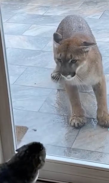 Un puma se mete a su casa