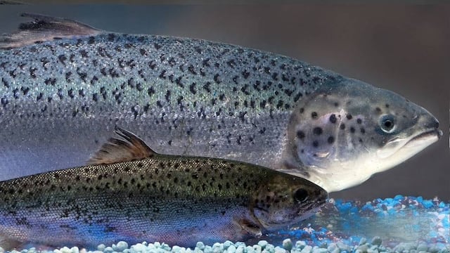 De acuerdo con la FDA, el nuevo especímen es tan nutritivo y seguro como cualquier otro que no haya sido genéticamente modificado.