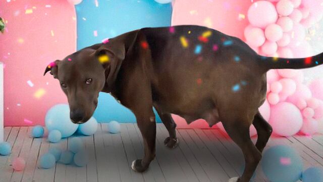 Perrita embarazada y desnutrida es rescatada por alumnas de secundaria en Mexicali; le hacen gender revealEdua