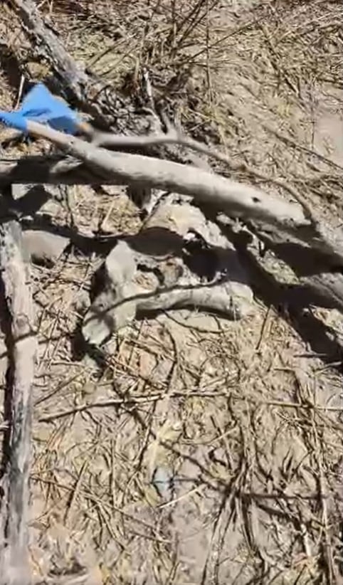 Zona de exterminio, Reynosa