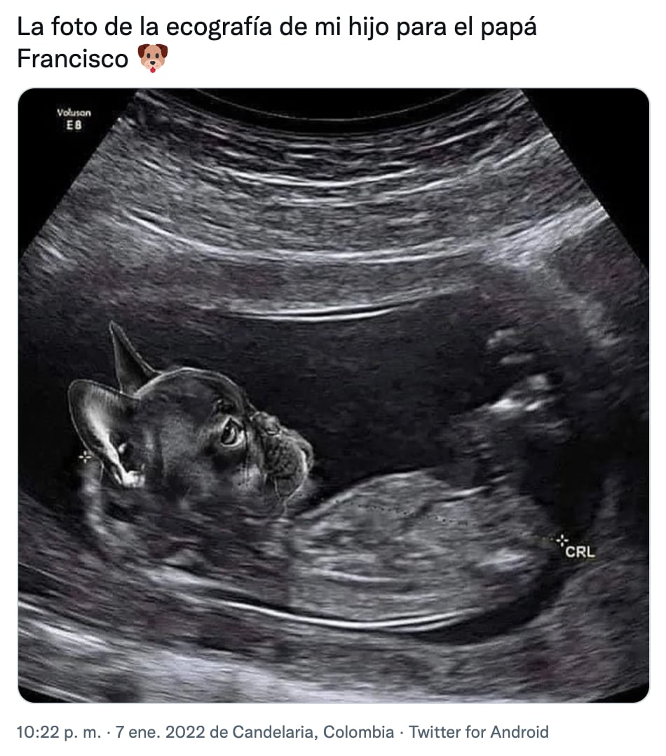 Meme del Papa Francisco y las mascotas