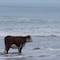 ¿Una vaca paseándose por la orilla del mar?