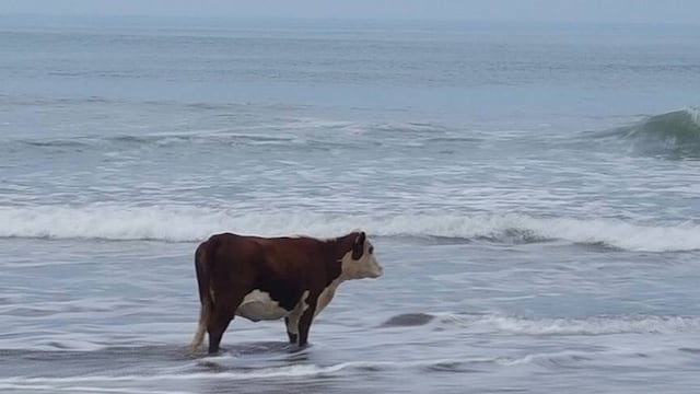 Una vaca loca paseándose por la playa.