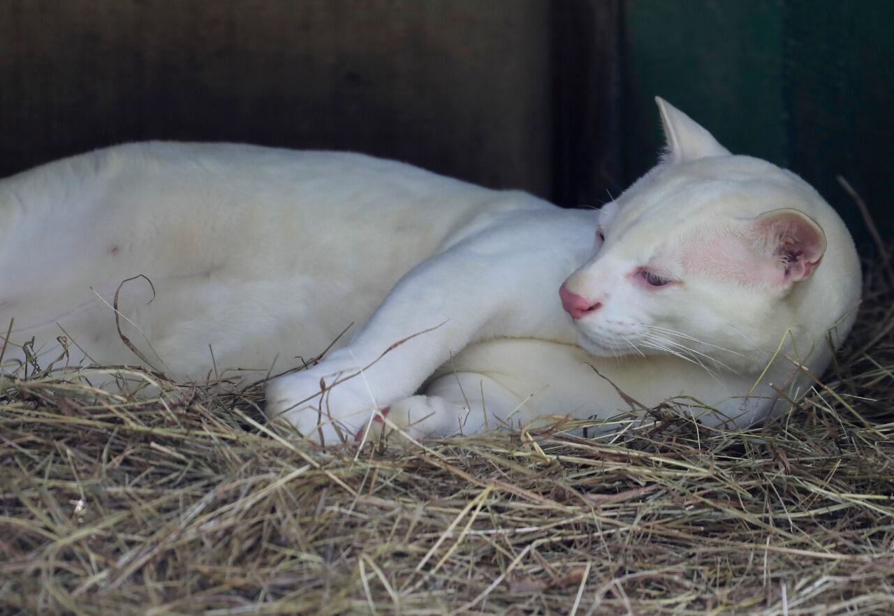 Ocelote albino