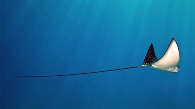 Día de la Mantarraya