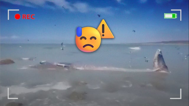 El fuerte oleaje a probocado que la ballena golpee contra las rocas; Profepa determinará acciones de rescate y atención