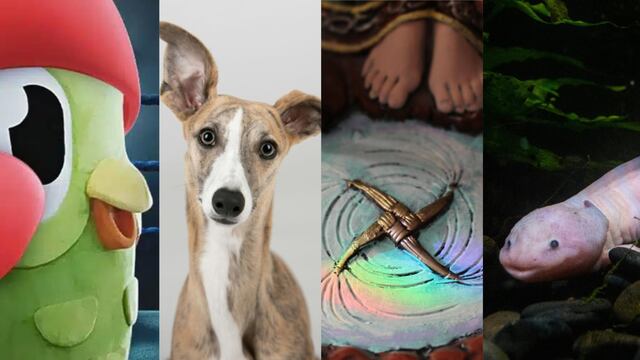 Este 1 de febrero es la Botargada del año 2024, el Día Mundial del Galgo, es Imbolc y el Día Nacional del Ajolote