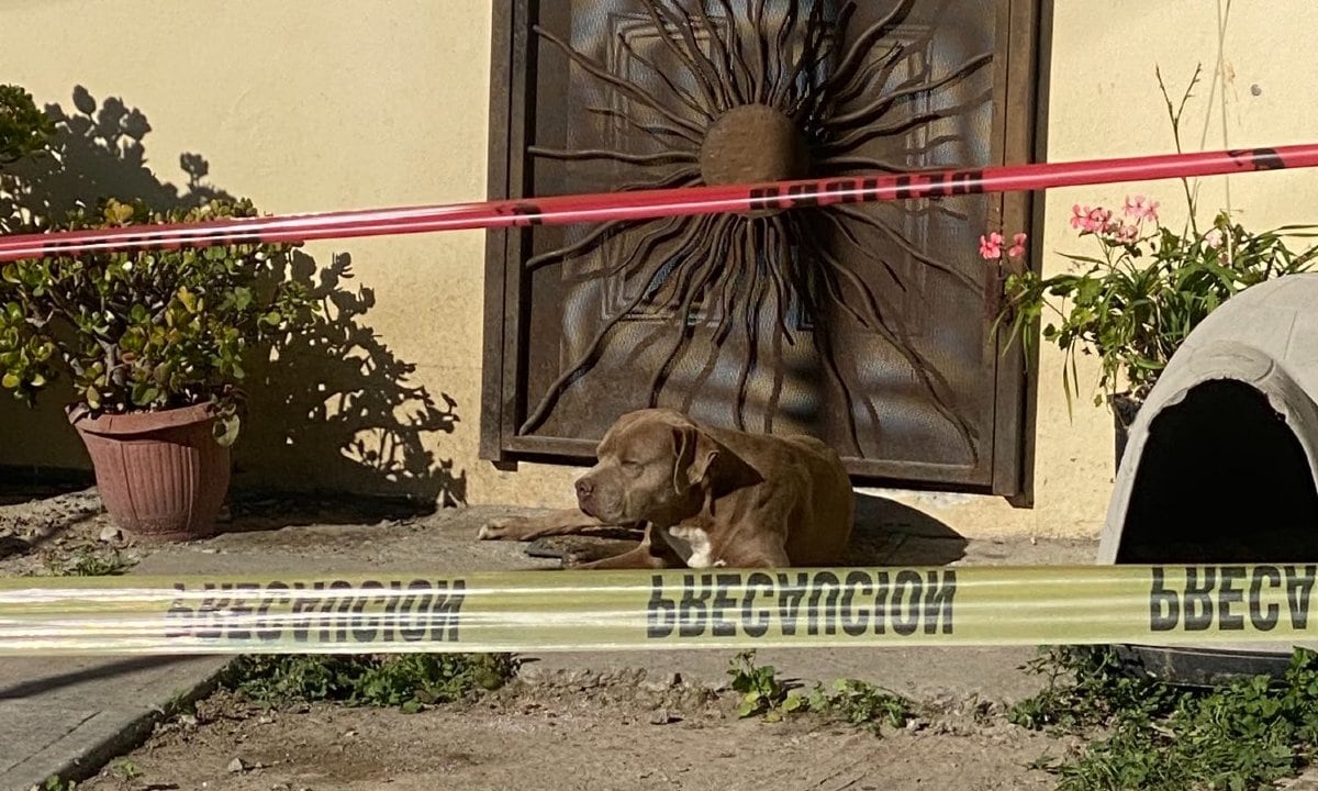 'Chato' perrito de Lourdes Maldonado aún la espera en casa
