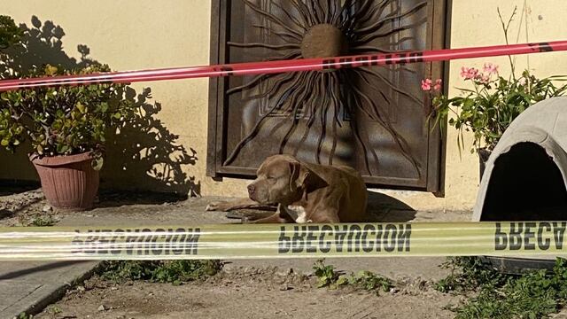 'Chato' perrito de Lourdes Maldonado aún la espera en casa