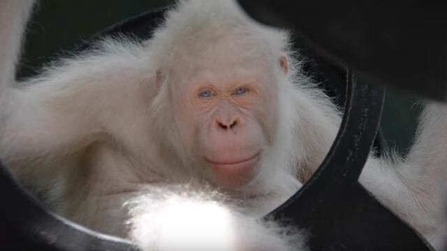 Alba, el único orangután albino conocido en el mundo.