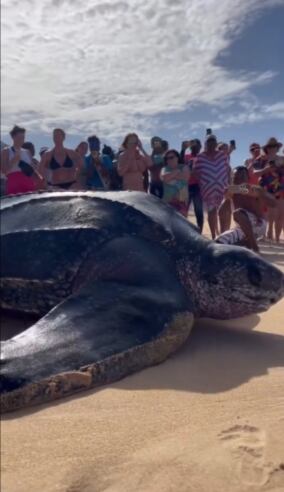 Tortuga laúd captada en video