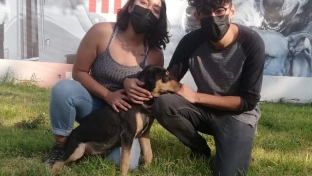 Metro de la Ciudad de México impulsa adopción de perritos esta Navidad
