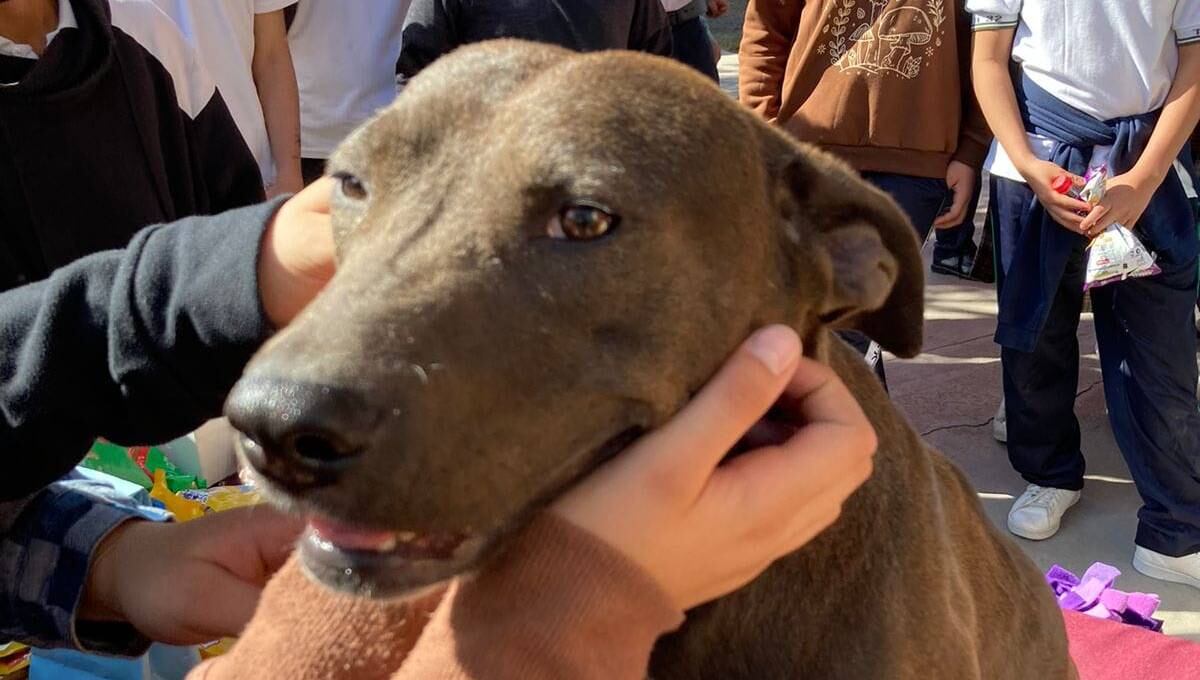 Chispita, perrita rescatada