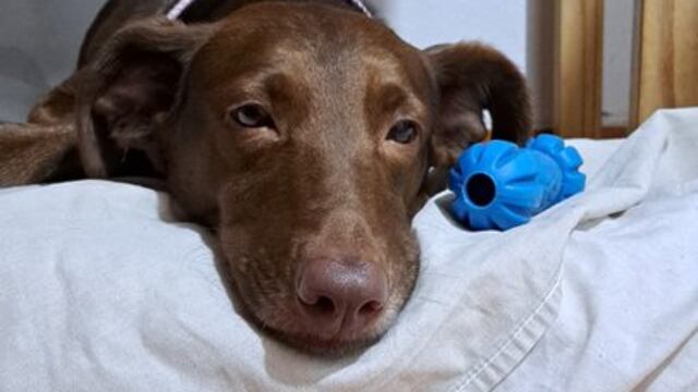 La historia de Juana