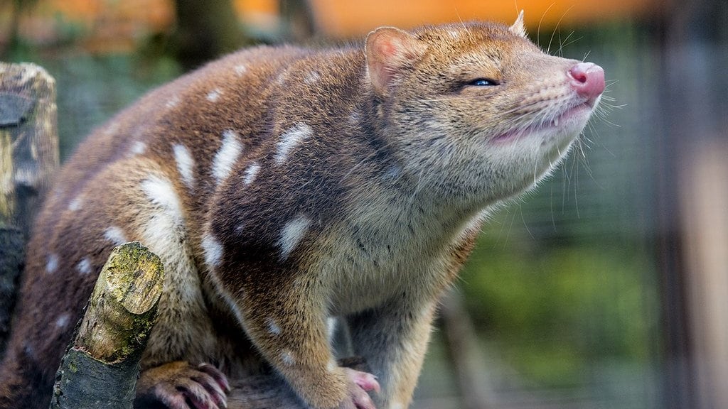 Animal que se creía extinto fue hallado en Australia
