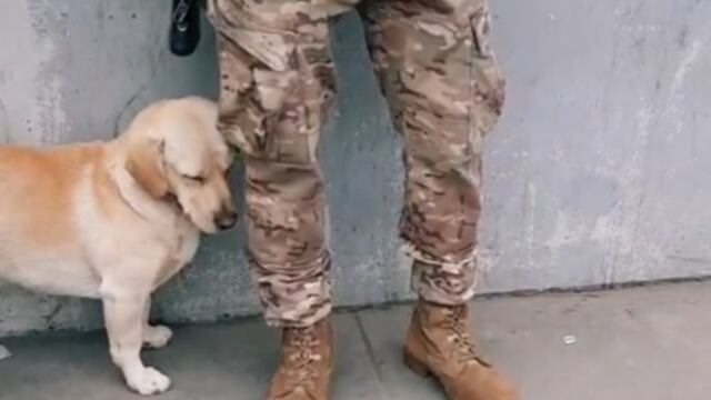 Perrito se encariña con militar
