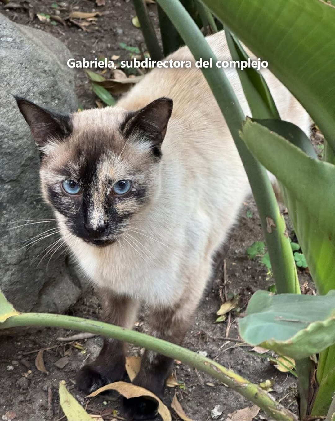 Gatos del Complejo Cultural Los Pinos