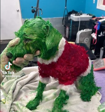 Tiñe de verde a su perro por Grinch