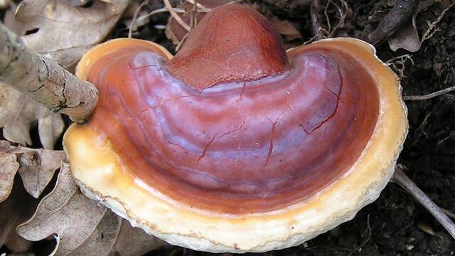 Ganoderma Lucidum (hongo reishi).