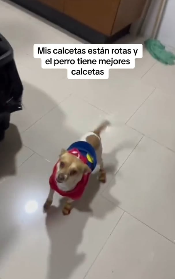 Exhibe en TikTok sus calcetas todas rotas, mientras el perro tiene unas nuevas