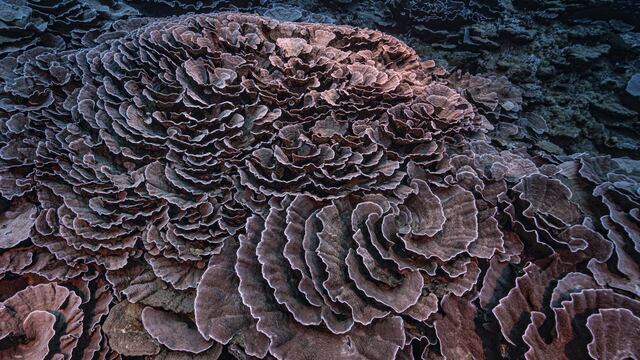 Imagen cedida por la Unesco. EFE