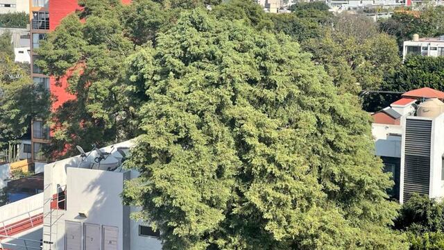 Fresno en Cerrada Eugenia 28