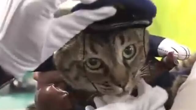 'Koko' Jefe de Policía por un día