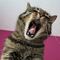 Gato le contagió rabia a su dueña en Nayarit