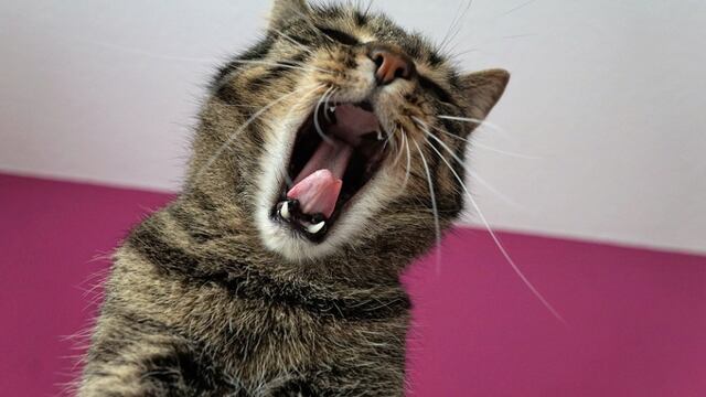 Gato le contagió rabia a su dueña en Nayarit