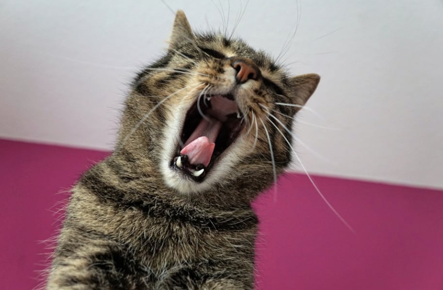 Gato