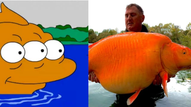 Capturan al pez dorado gigante "mutante" que recuerda al de Los Simpson