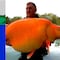 ¿Los Simpson lo predijeron? Captura un pez dorado ‘mutante’ y gigante