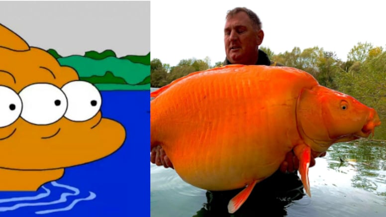¿Los Simpson lo predijeron? Captura un pez dorado ‘mutante’ y gigante