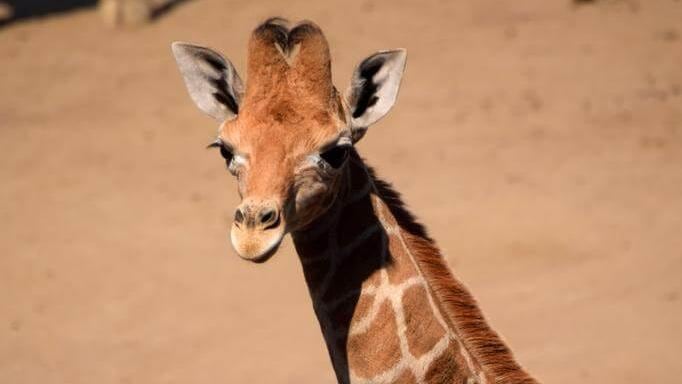 La jirafa bebé del Zoológico de Chapultepec necesita un nombre
