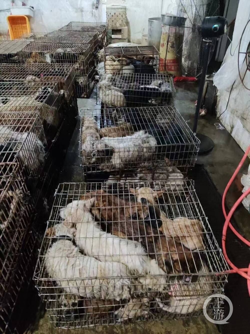 Rescatan a perros de un matadero en China