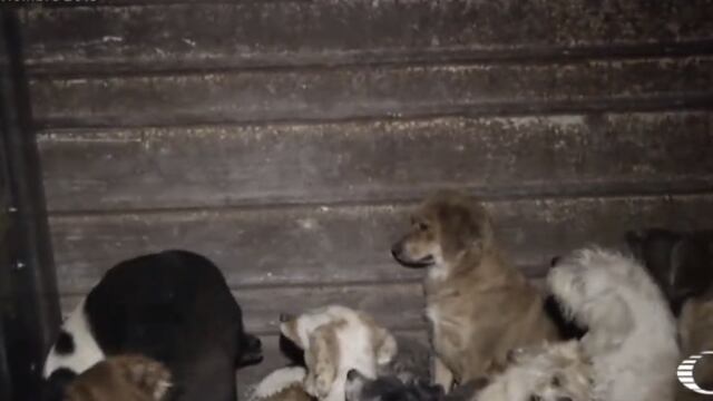 Liberan decenas de perritos de casa de acumuladora.